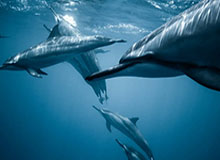 开云体育下载-危！南德斯补射破门，胜利0-2落后